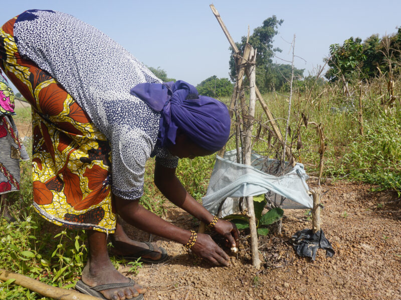08 Karitebaum anpflanzen