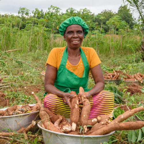 Productrice de manioc