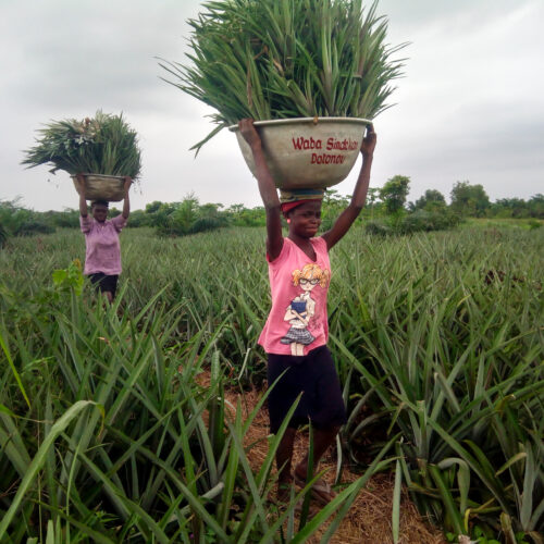 BLP Ananas